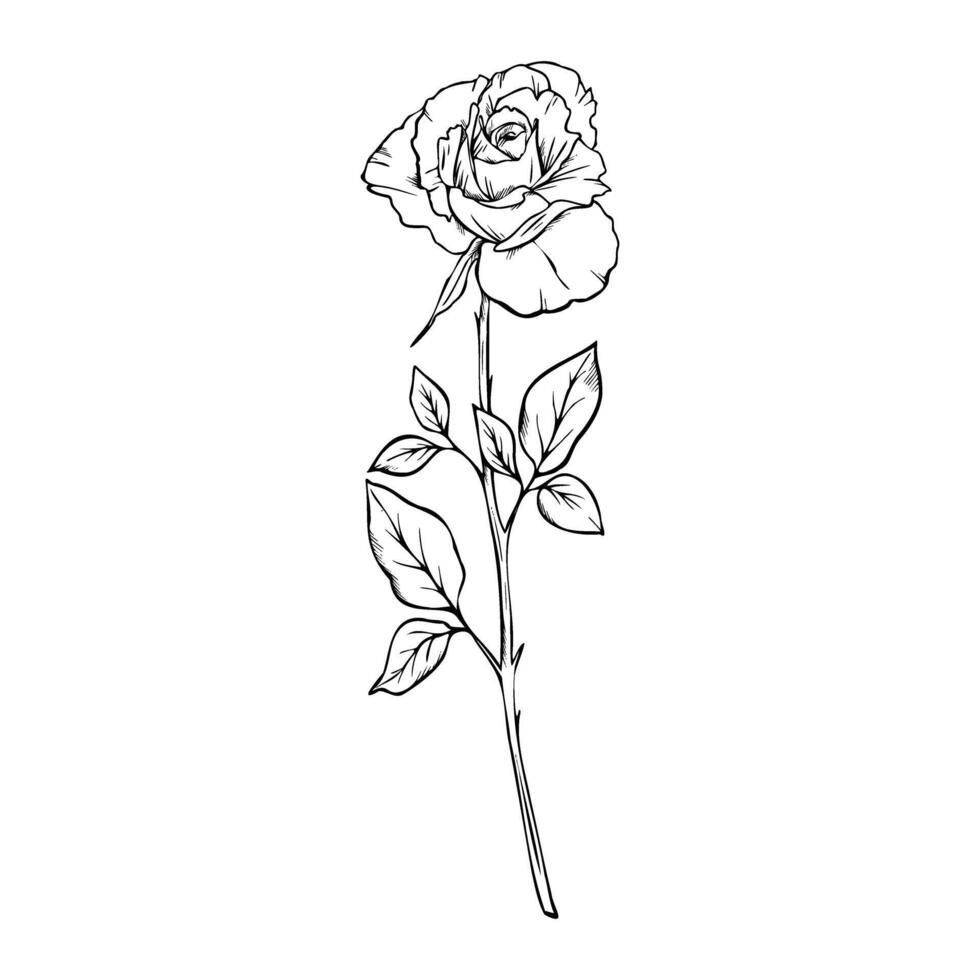 Bloom Rose flower in engraving style. Hand drawn outline illustration of floral plant, Engrave drawing painted by black inks Monochrome sketch Elegant modern graphic vector