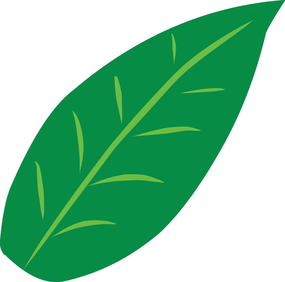 Fresh Green Leaves with Prominent Leaf Veins vector