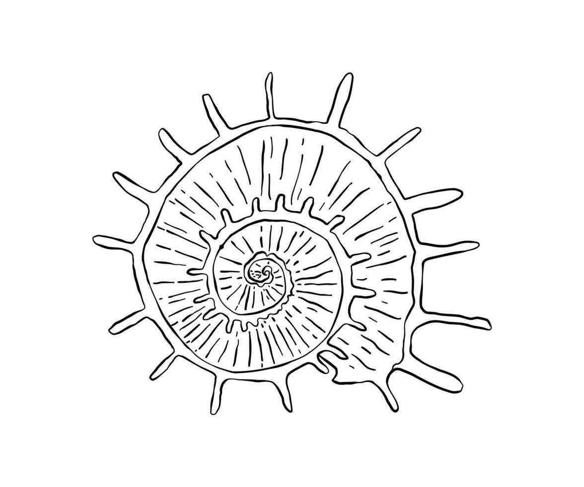 The shell is drawn in a doodle style. Sea, coast, beach. Hand drawn illustration. vector