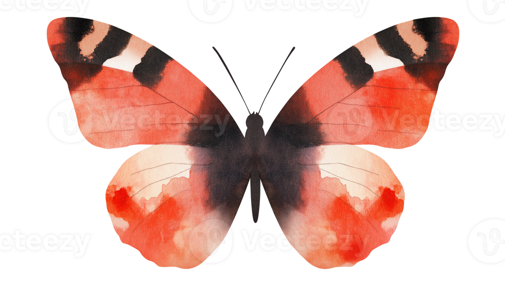 Watercolor butterfly with red and black wings transparent image. Wing details isolated cutout. Symmetrical pattern. Pollinator bug. Elegant insect cut out clipart design element png