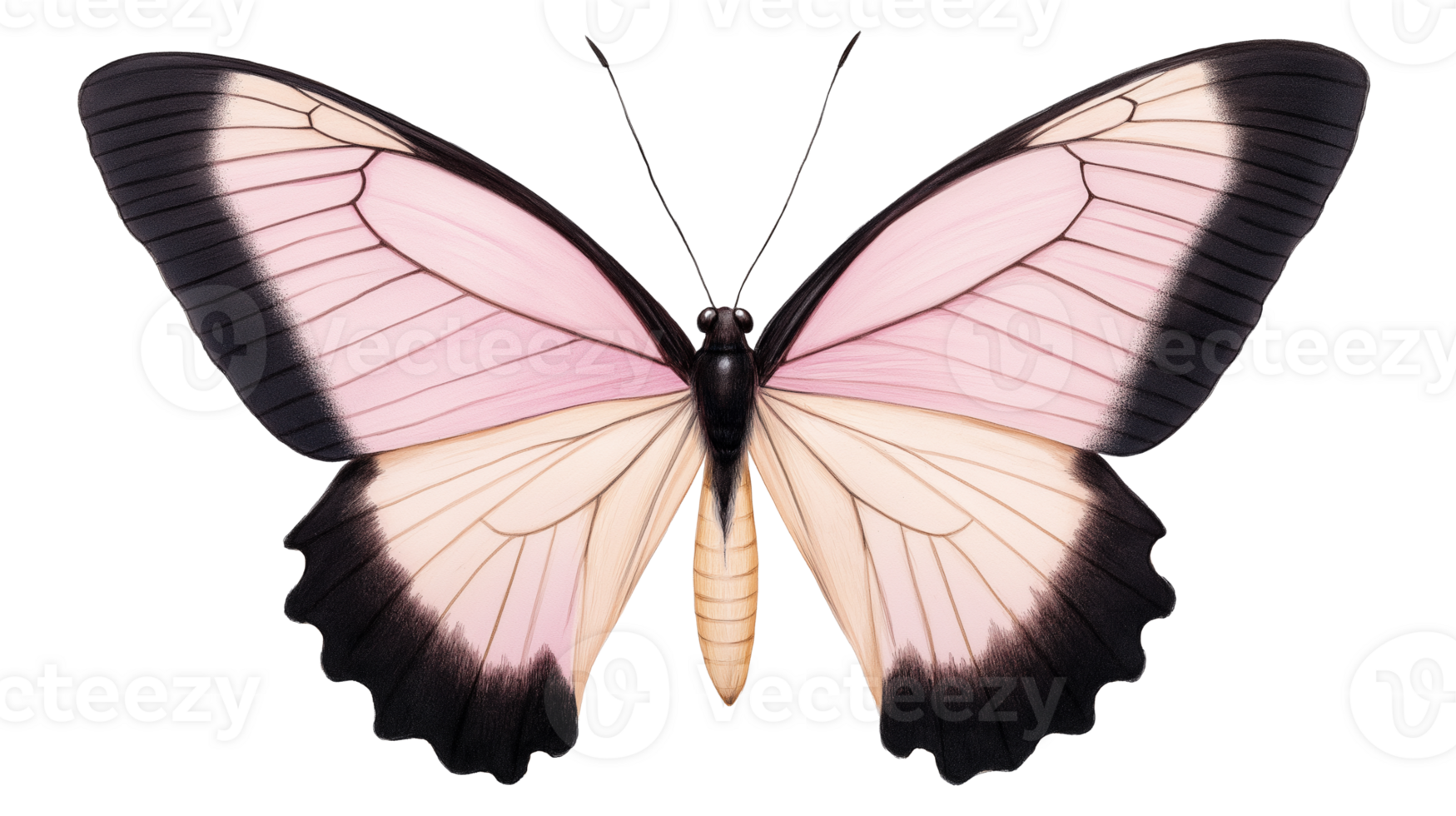 Beautiful butterfly with soft pink and black wings transparent image. Artistic wing details isolated cutout. Symmetrical pattern. Elegant insect cut out clipart design element png
