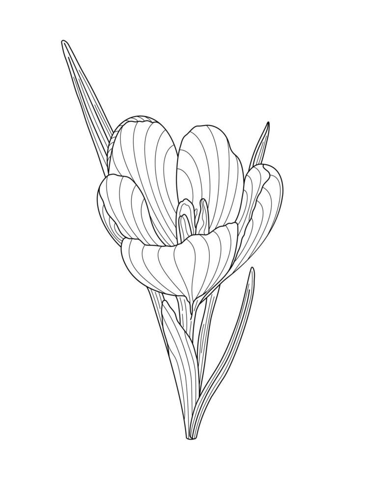 Crocus first spring flower tender wild plant with stem and leaves, hand drawn outline illustration, floral design element, graphic clipart for invitation, card, wedding decor, botanical lineart vector