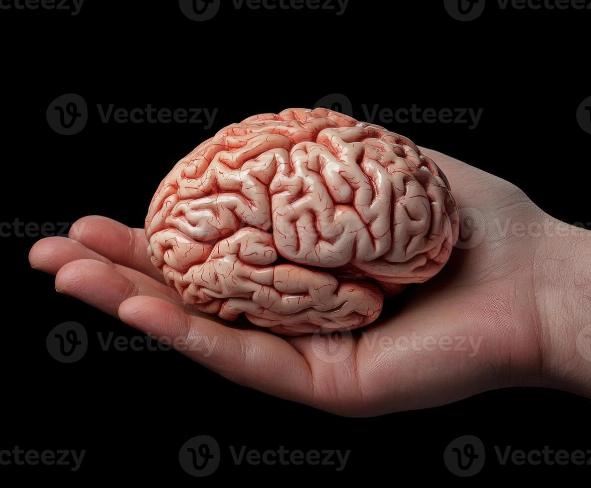 Human brain displayed in an open hand against a black background illustrating anatomical details and texture photo