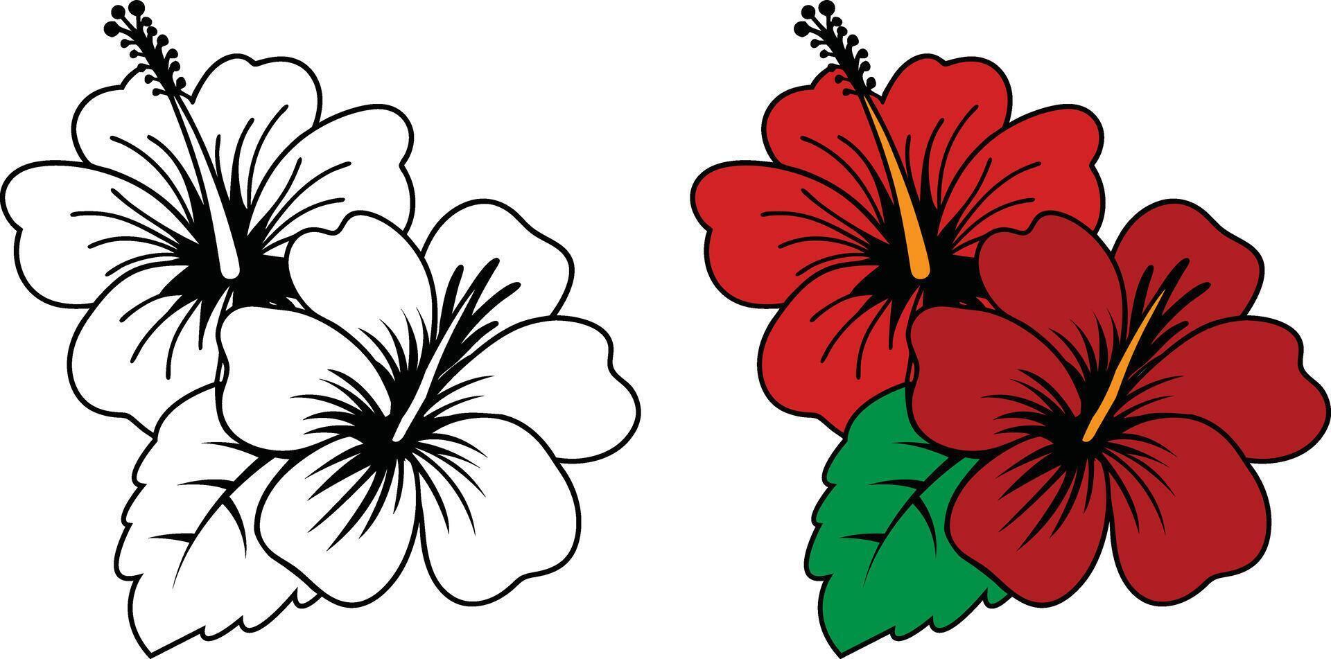 Nature-Inspired Hibiscus Illustration Line Art And Colored vector