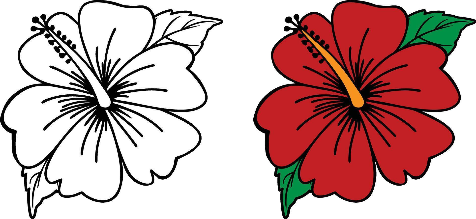 Hibiscus Flower Illustration Black and White And Colored Design vector