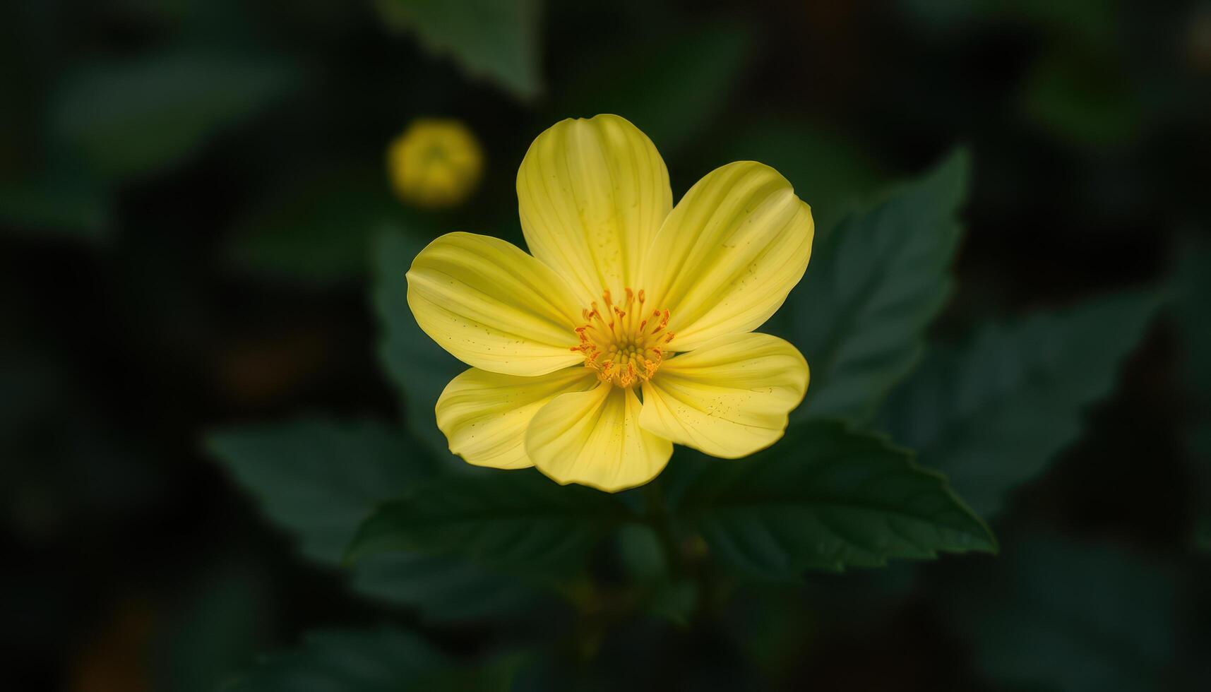 A Single Yellow Flower with Orange Center Blooming Against Dark Green Foliage photo