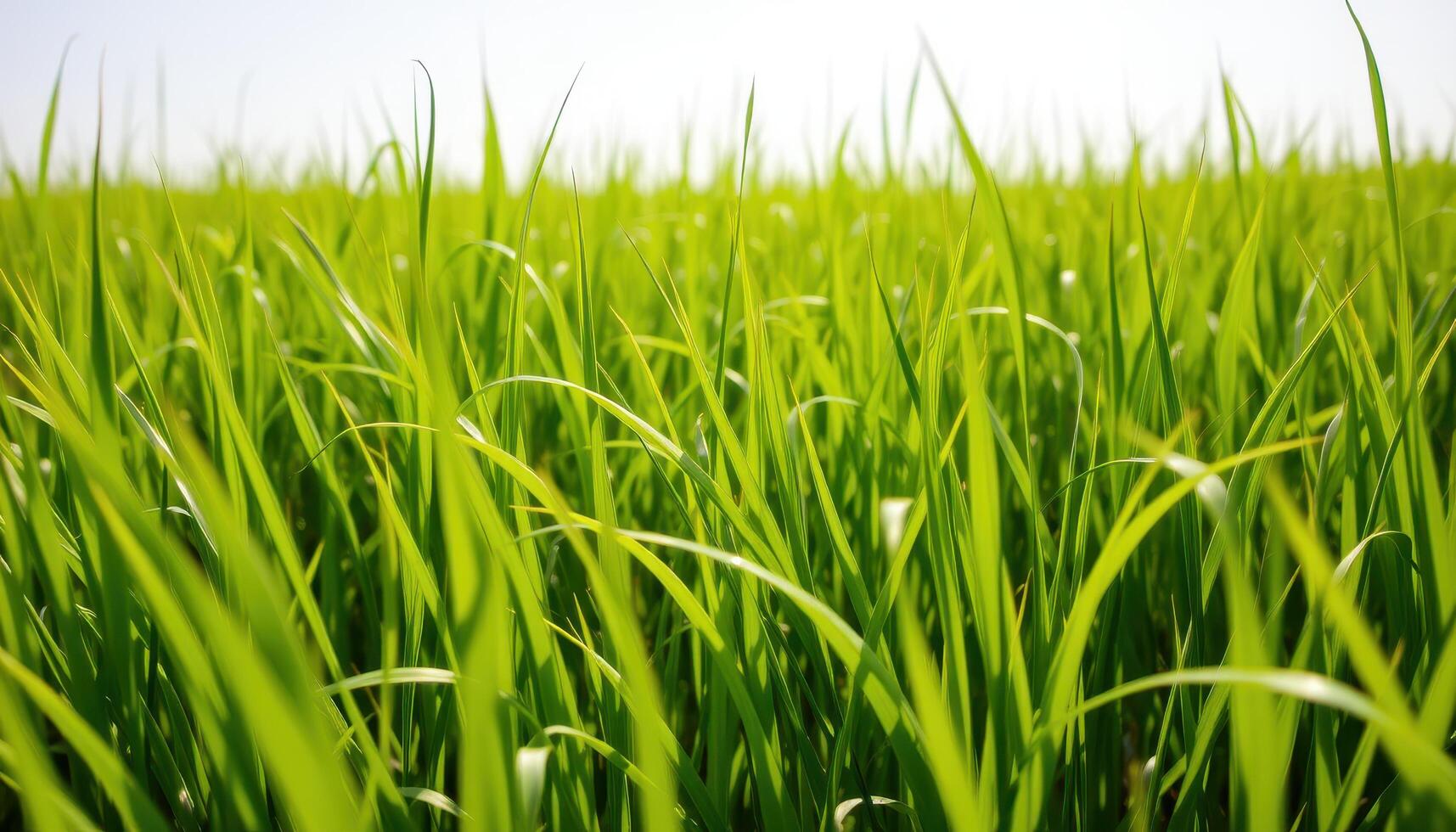 Close-up of Green Grass Blades in a Field photo
