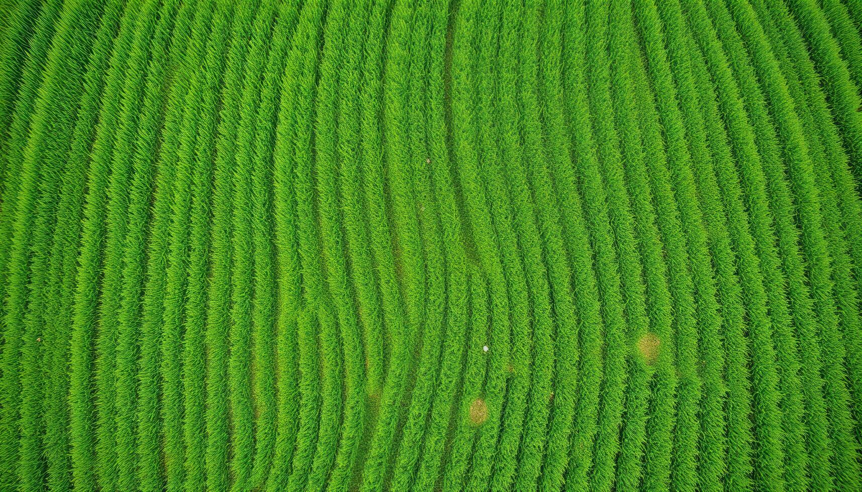 Aerial View of a Lush Green Field with Parallel Rows of Crops photo