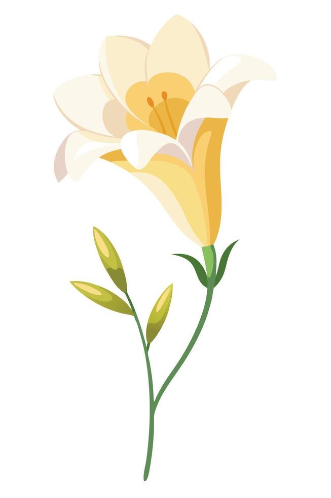 Elegant Yellow and White Lily Flower, Blossom, Spring Bloom vector