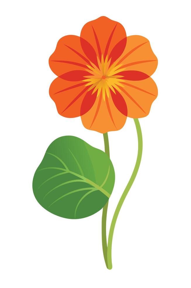 Vibrant Orange Nasturtium Flower with Green Leaf Stem vector