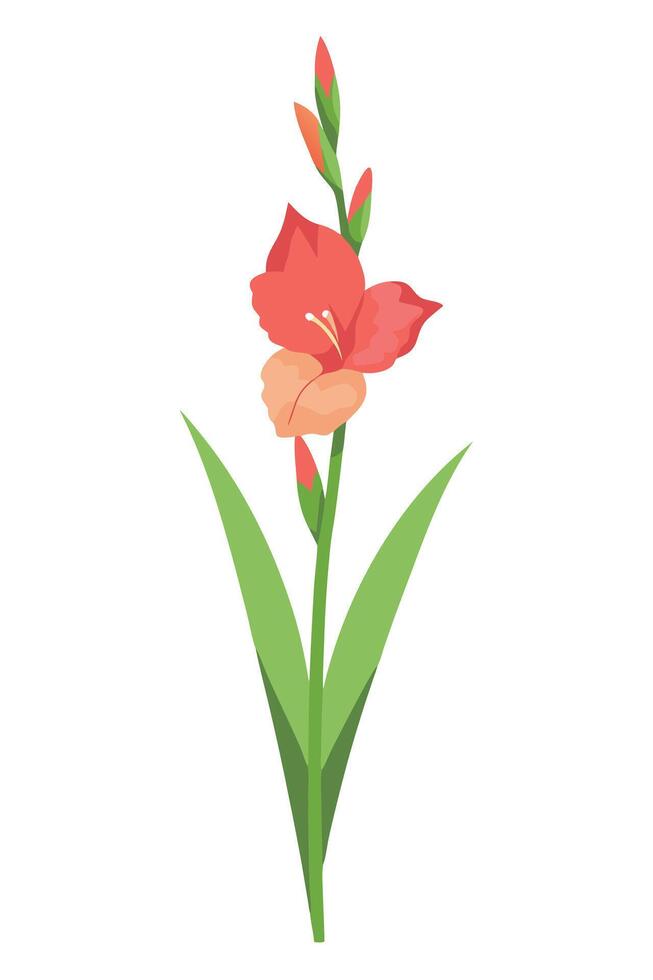 Single Gladiolus Flower Bloom, Green Leaves, Red Petals, Botanical Illustration vector