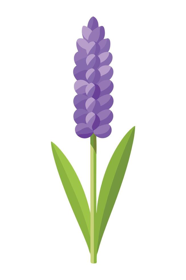 Purple Hyacinth Flower Illustration Spring Bloom Botanical Design vector