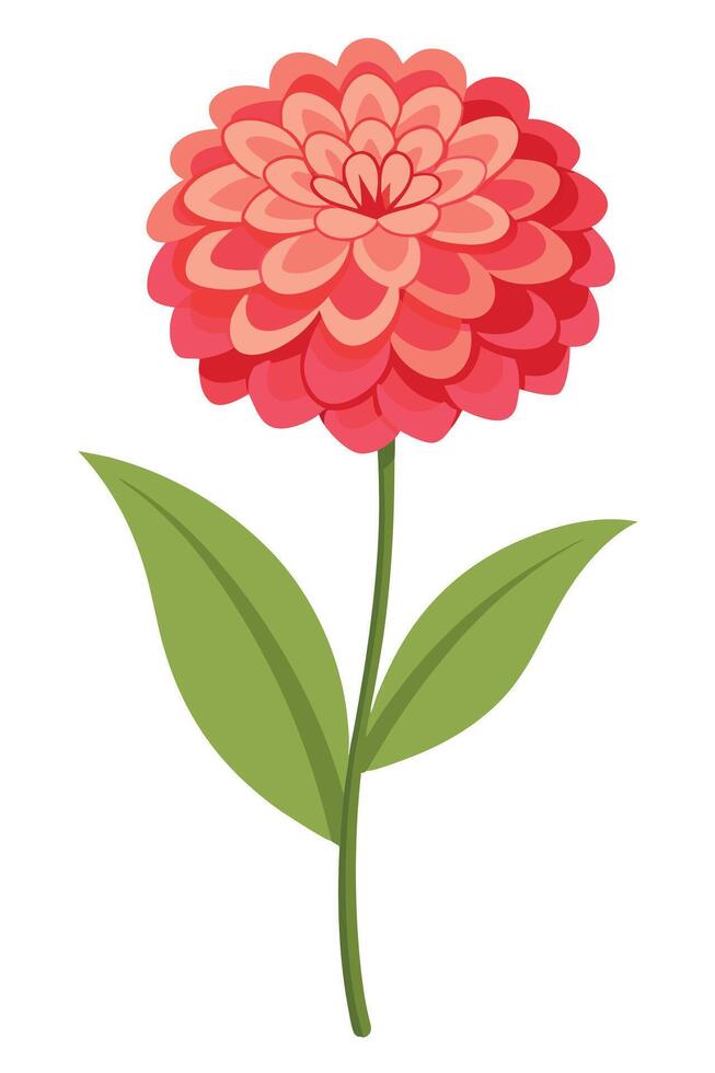 Single Pink Zinnia Flower Bloom with Green Leaves Stem vector