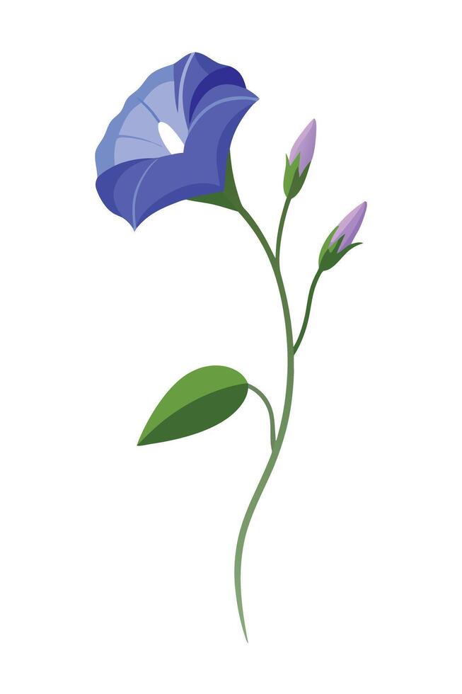 Elegant Blue Morning Glory Flower with Buds and Green Leaf vector