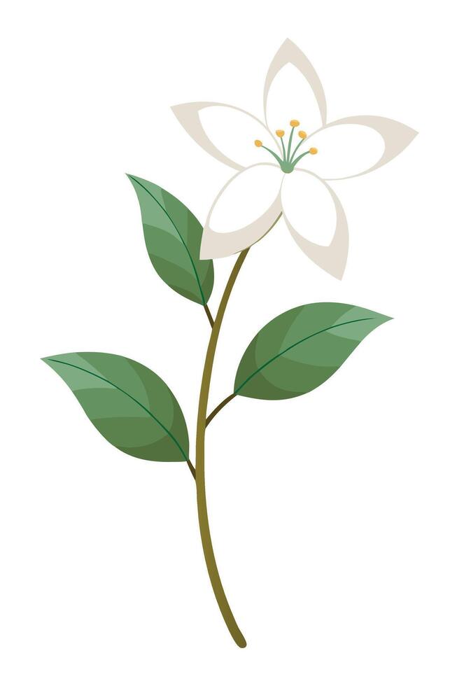 Single Elegant White Flower Blossom with Green Leaves Branch vector