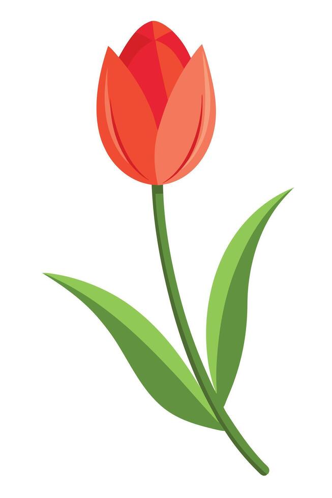 Single Red Tulip Flower, Spring Bloom, Green Leaves, Nature vector