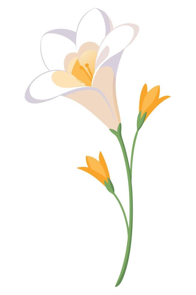 Elegant Freesia Flower Blossom White, Yellow, Spring Bloom vector