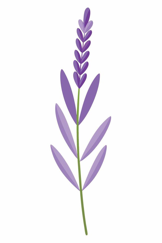 Single Lavender Sprig, Purple Flowers, Green Stem, Botanical Illustration vector