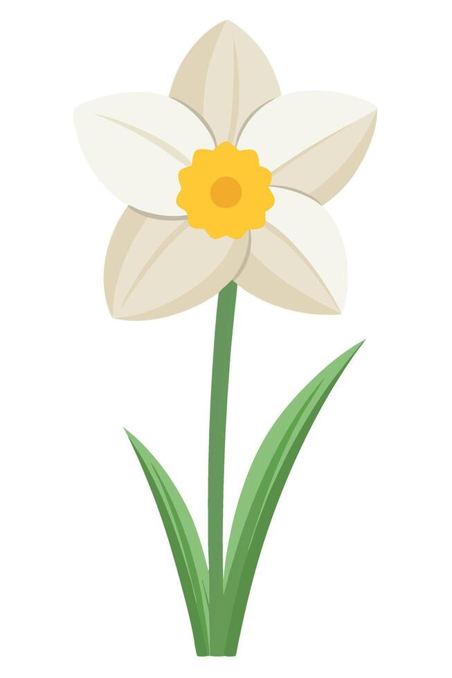 Single Daffodil Flower, Spring Bloom, White Petals, Yellow Center vector