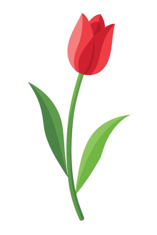Single Red Tulip Flower Bloom Spring Nature Botanical Illustration vector