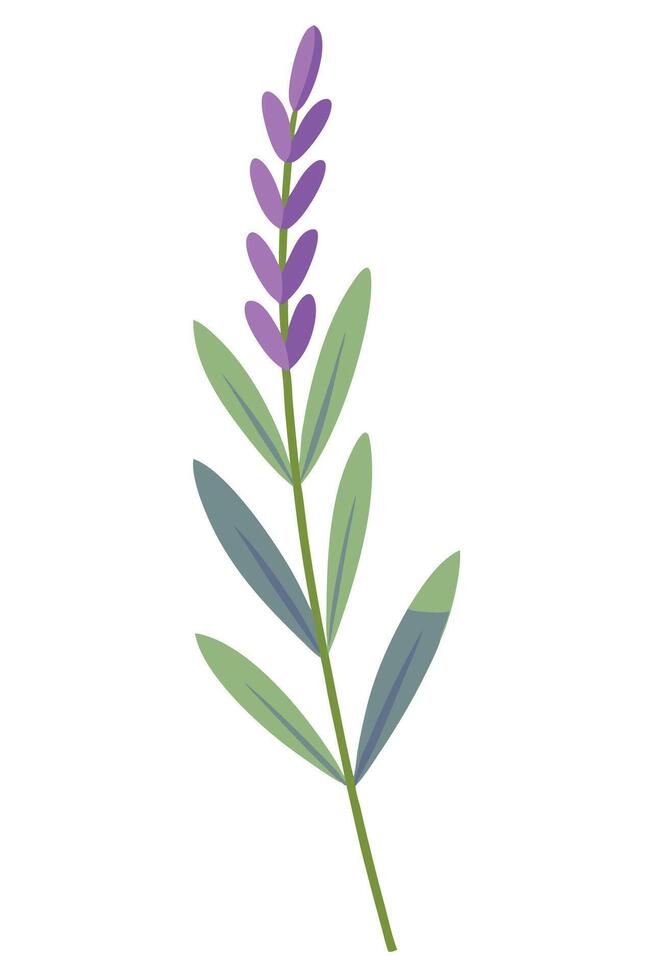 Elegant Lavender Sprig Purple Flowers, Green Leaves, Botanical Illustration vector
