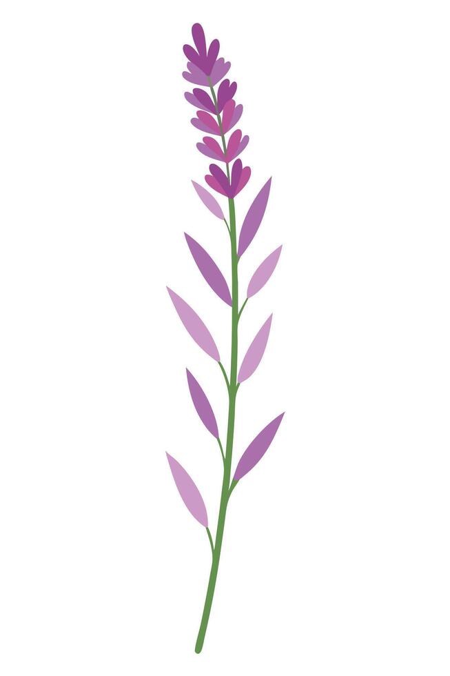 Elegant Lavender Sprig Purple Flowers, Green Stem, Botanical Illustration vector