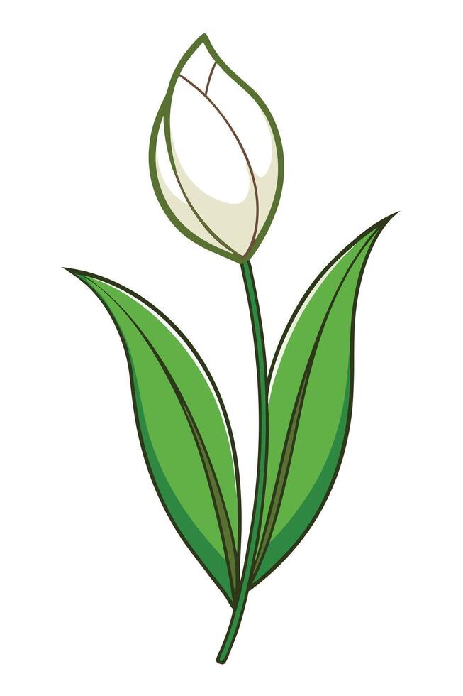 Single White Tulip Flower Illustration, Green Leaves, Spring Bloom vector