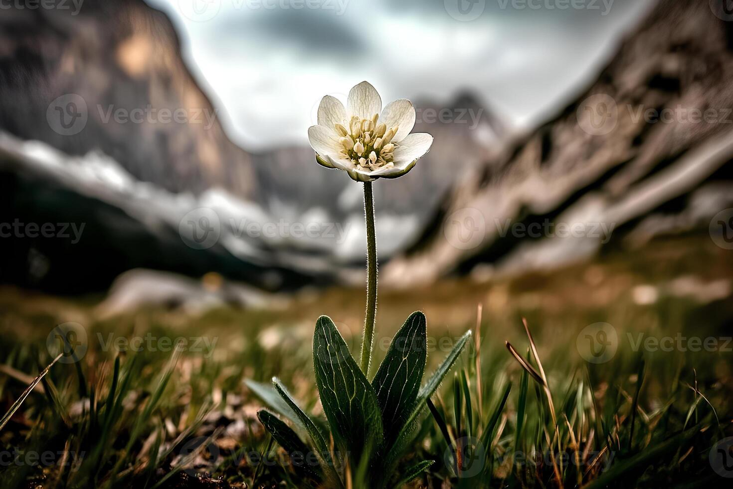 A delicate Anemone nemorosa flower blooming in a picturesque alpine meadow. Perfect for themes of nature, spring, and wild flora. photo