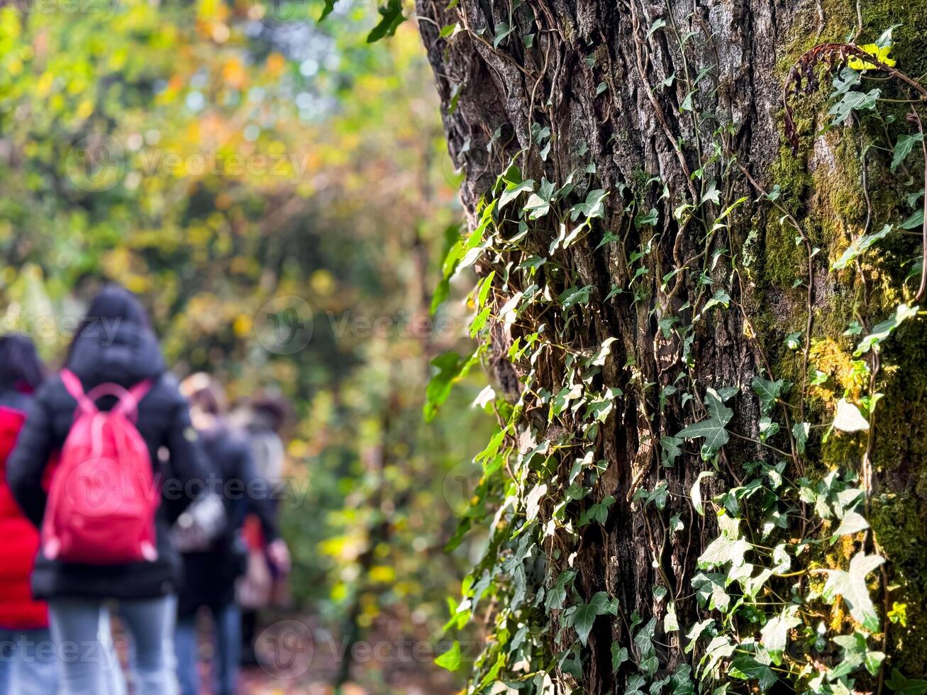 Group of people walking through lush forest with ivy covered tree trunk in foreground photo