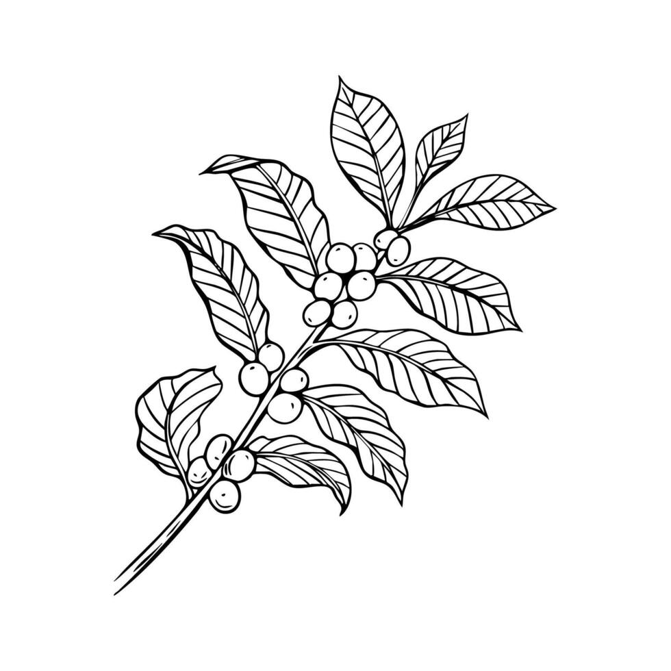 Engraving, branch with coffee beans, illustration in color and line sketch vector