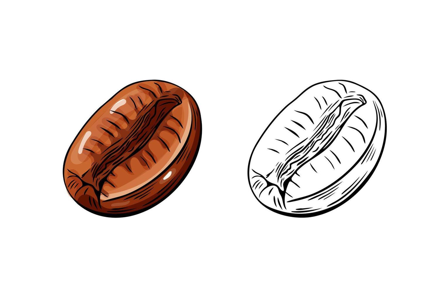 Engraving, coffee bean, illustration in color and line sketch vector
