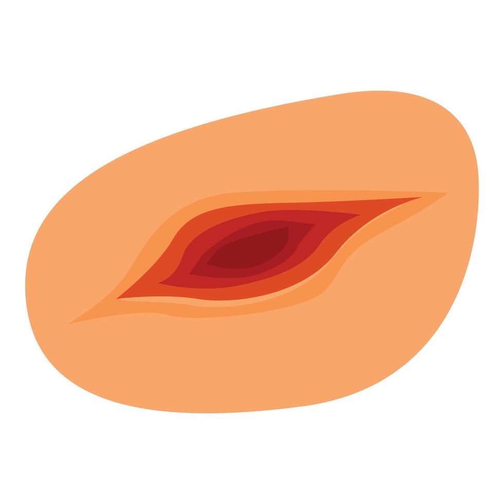 Peach pit showing seed inside peach fruit representing stone fruit vector