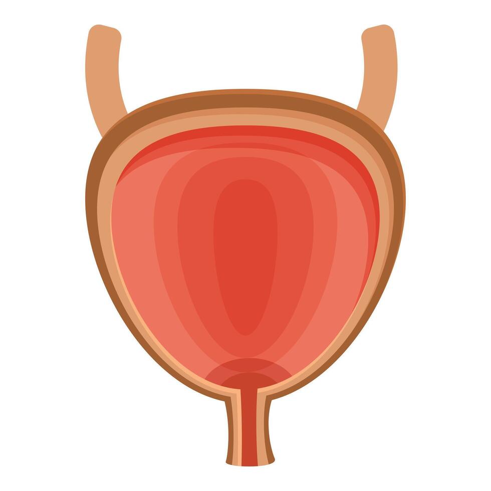 Human bladder storing urine, showing ureters and urethra, maintaining healthy urinary system vector