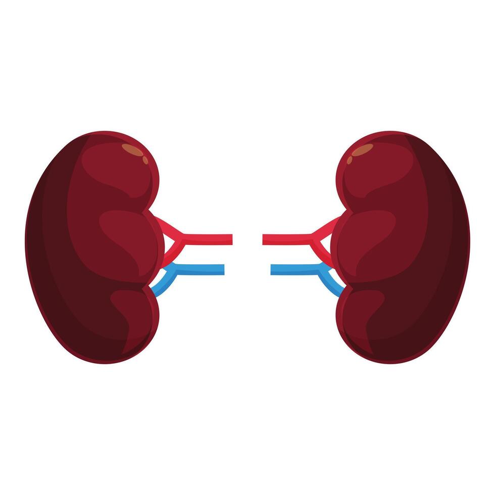 Human kidneys with arteries and veins maintaining proper functioning vector