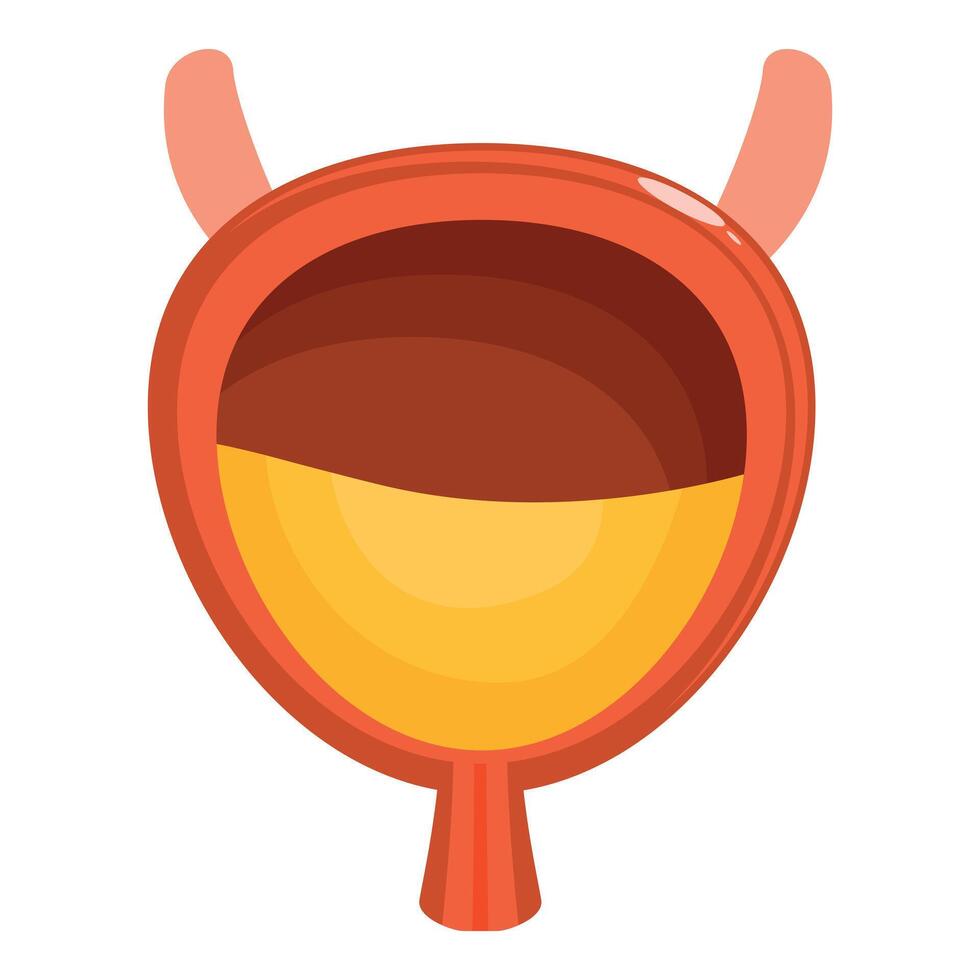 Human bladder partially full of urine, showing ureters and urethra vector