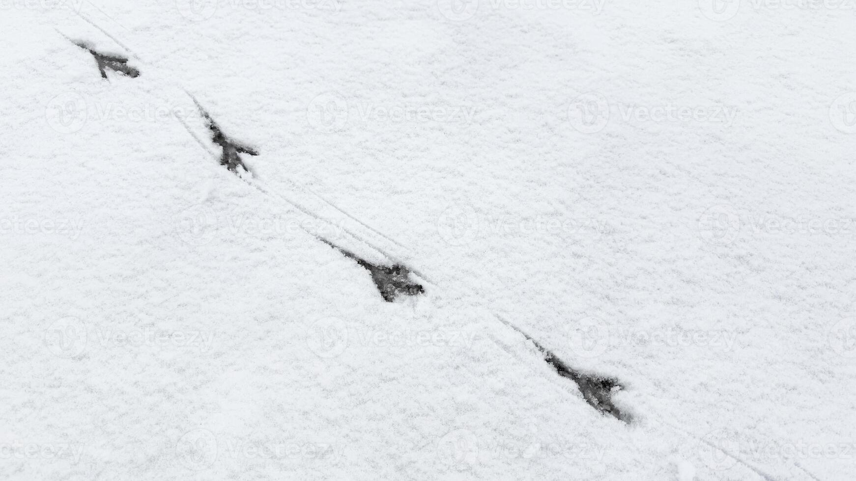 Bird tracks in the snow. photo