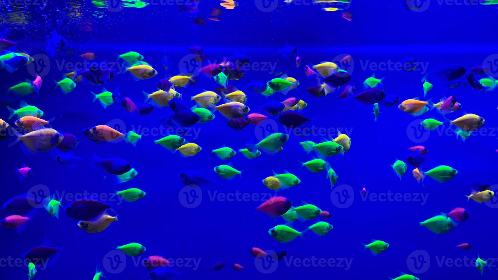 There is colorful fish around the reef in the aquarium. photo