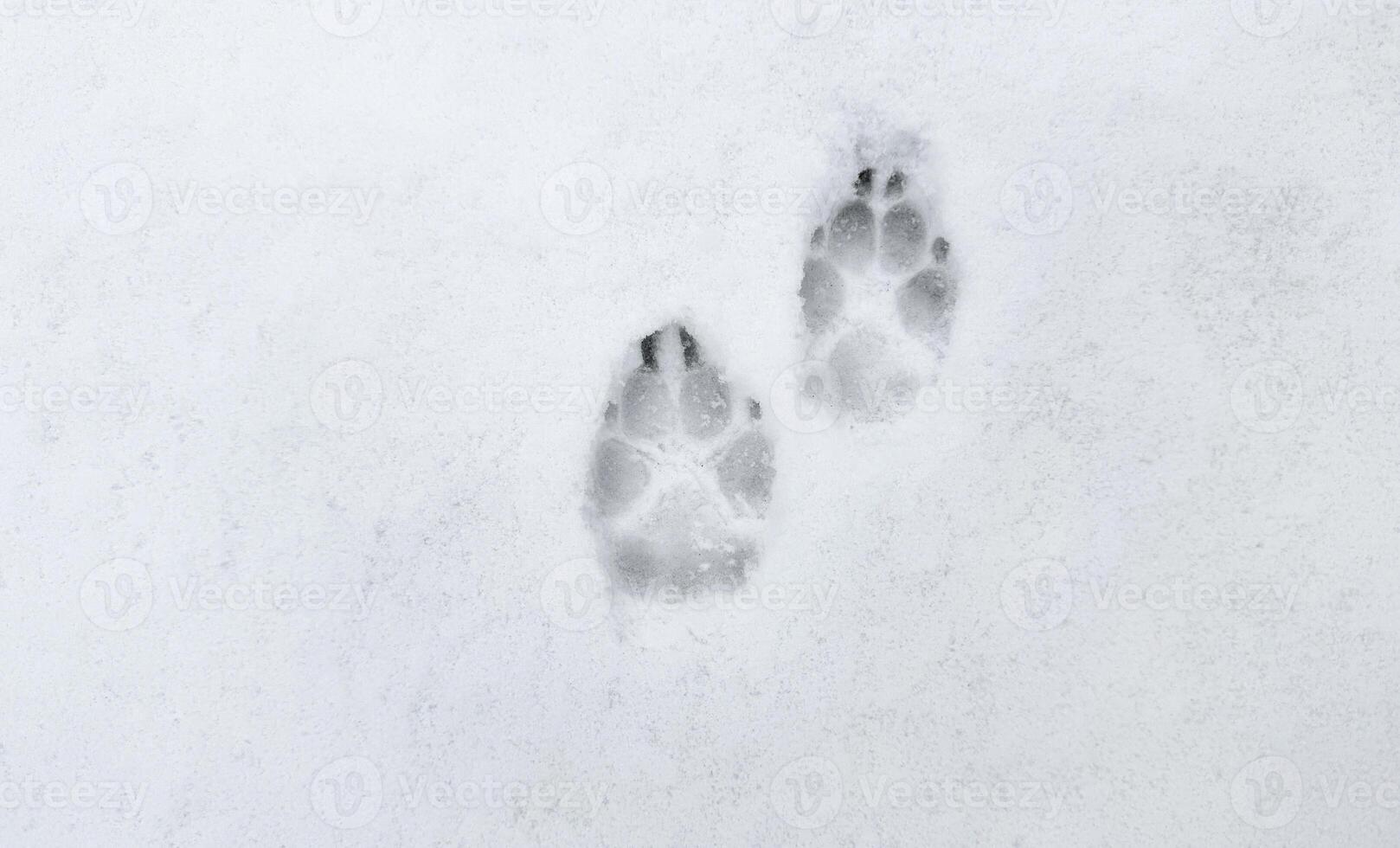 Traces of cat or dog paws in the snow. photo