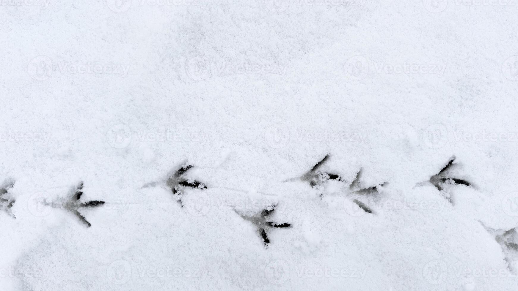 Interesting abstract white background with bird tracks. photo