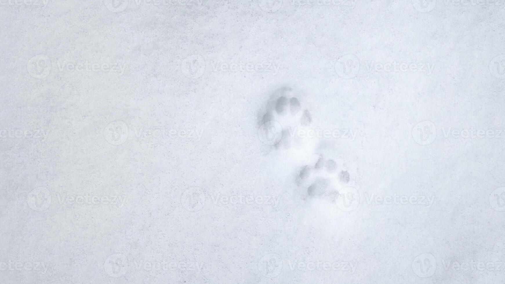 Cat paw prints in the snow. photo