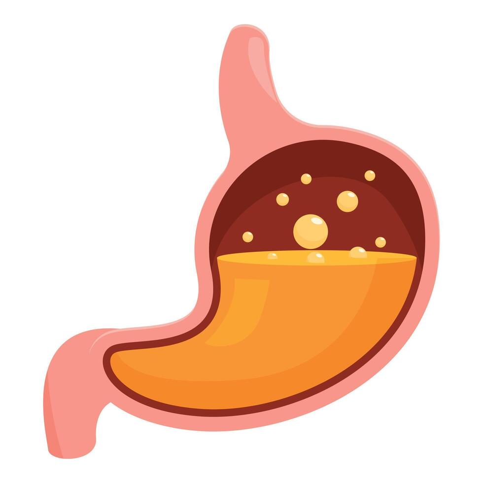 Human stomach showing digestion process with gastric juices vector