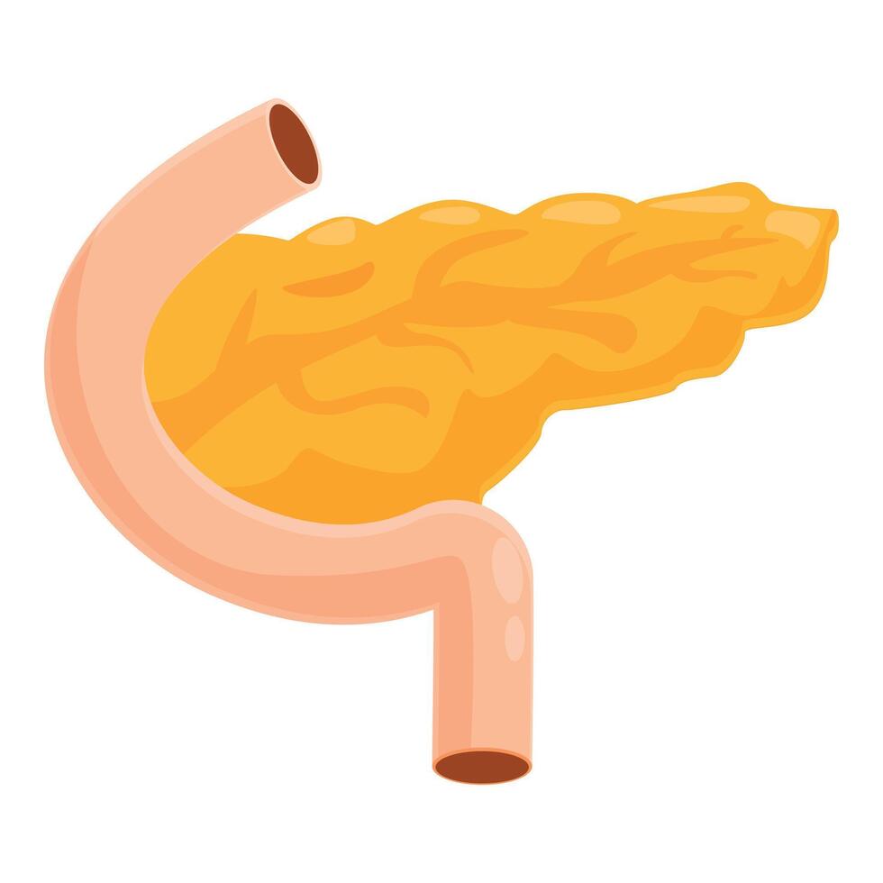 Human pancreas producing digestive enzymes and hormones vector