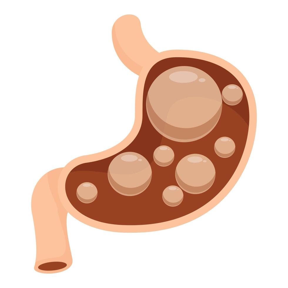 Human stomach showing bloating or excess gas vector