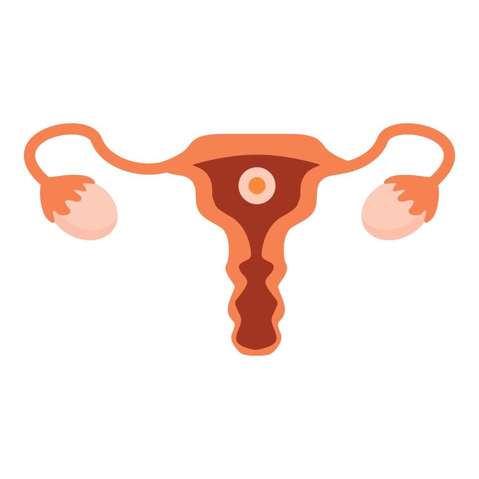 Female reproductive system showing ovulation process vector