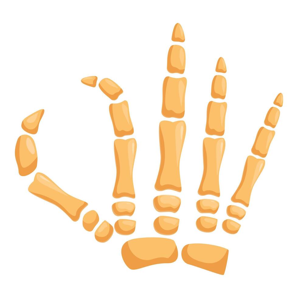 Skeleton hand bones making ok sign on white background vector