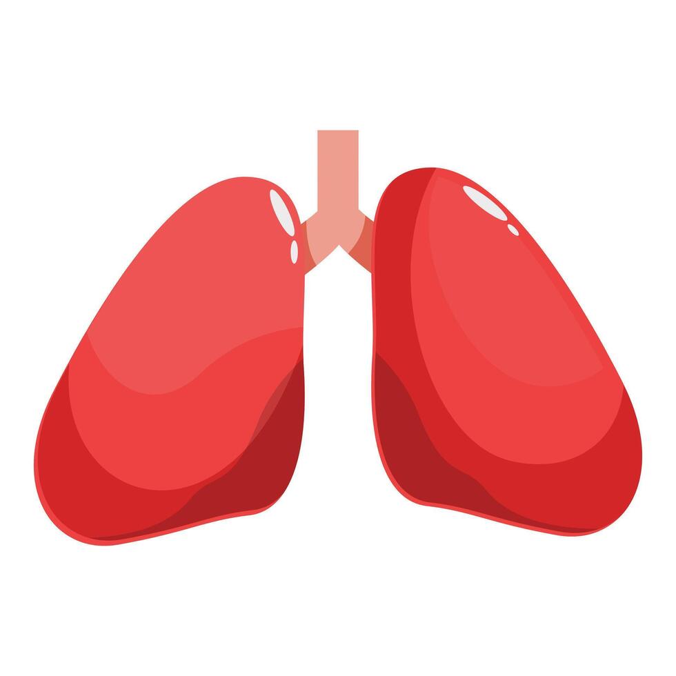 Healthy human lungs maintaining respiratory function vector