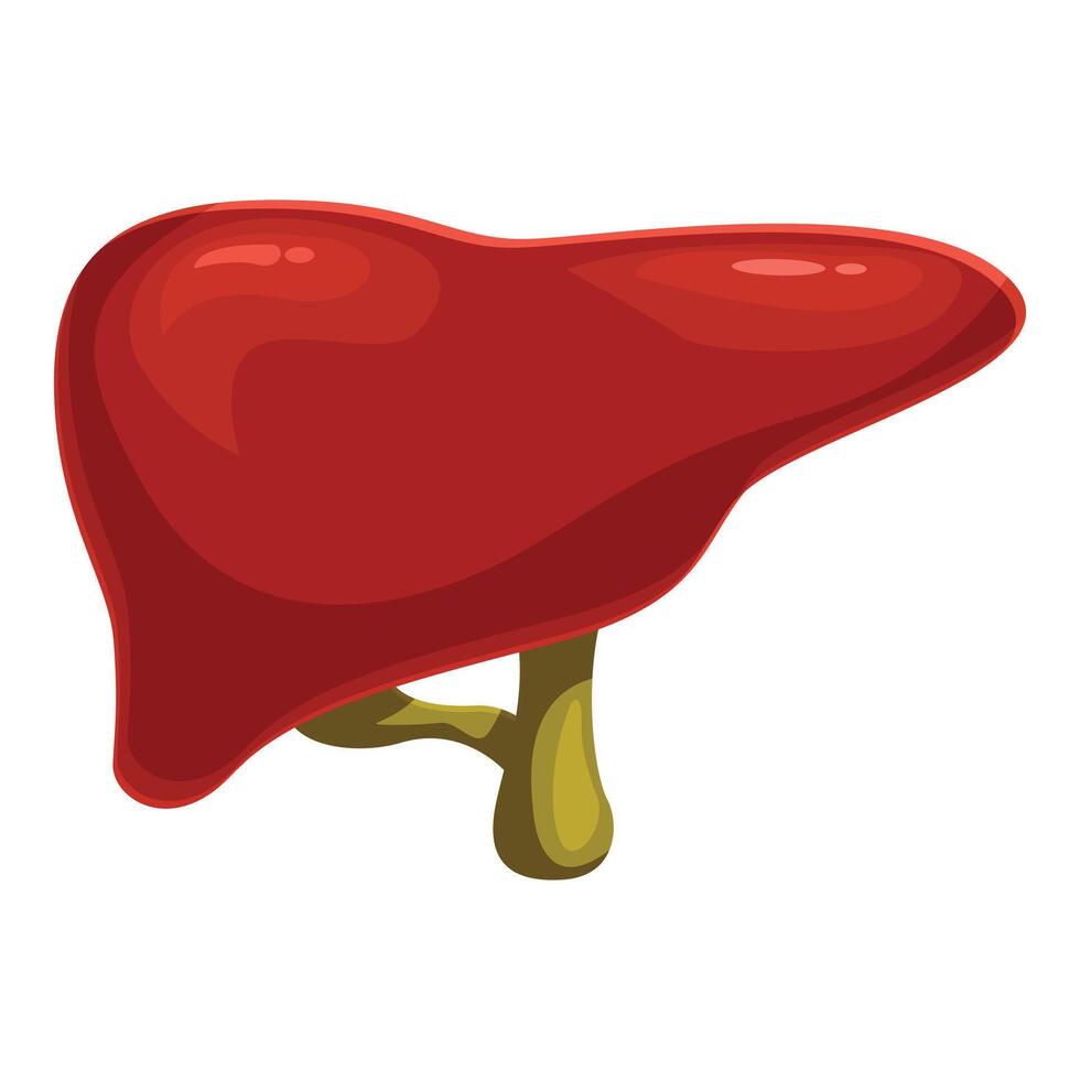 Healthy human liver maintaining body functioning representing digestive system vector