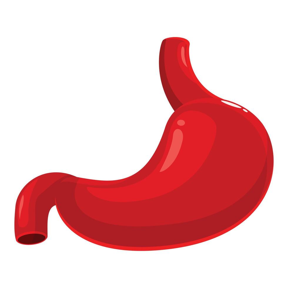 Human stomach representing digestive system and healthcare vector