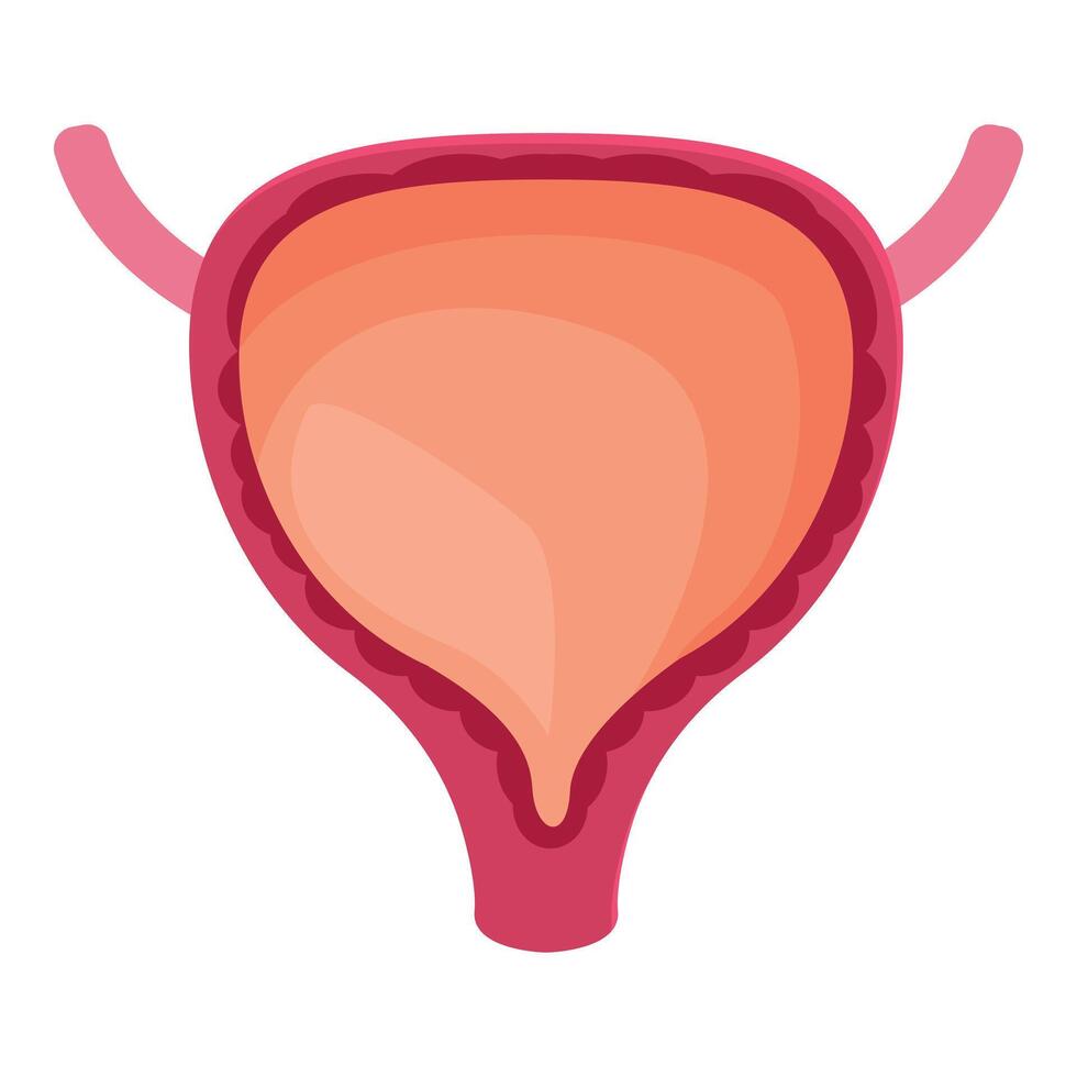 Human bladder storing urine, showing ureters and urethra, medical illustration vector