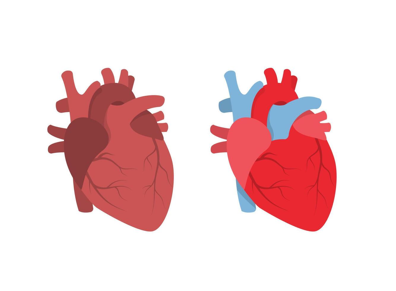 Human heart organ vector